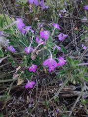 Siphonoglossa ramosa