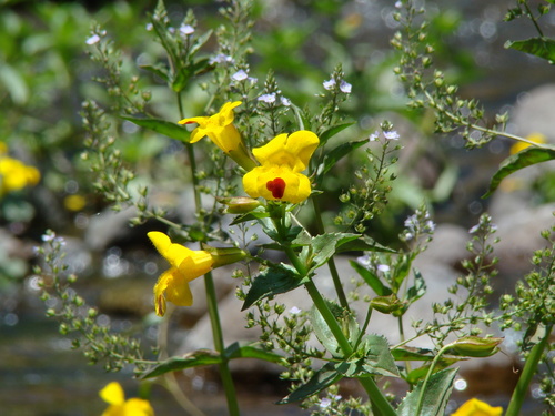 Mimulus luteus iNat (1)