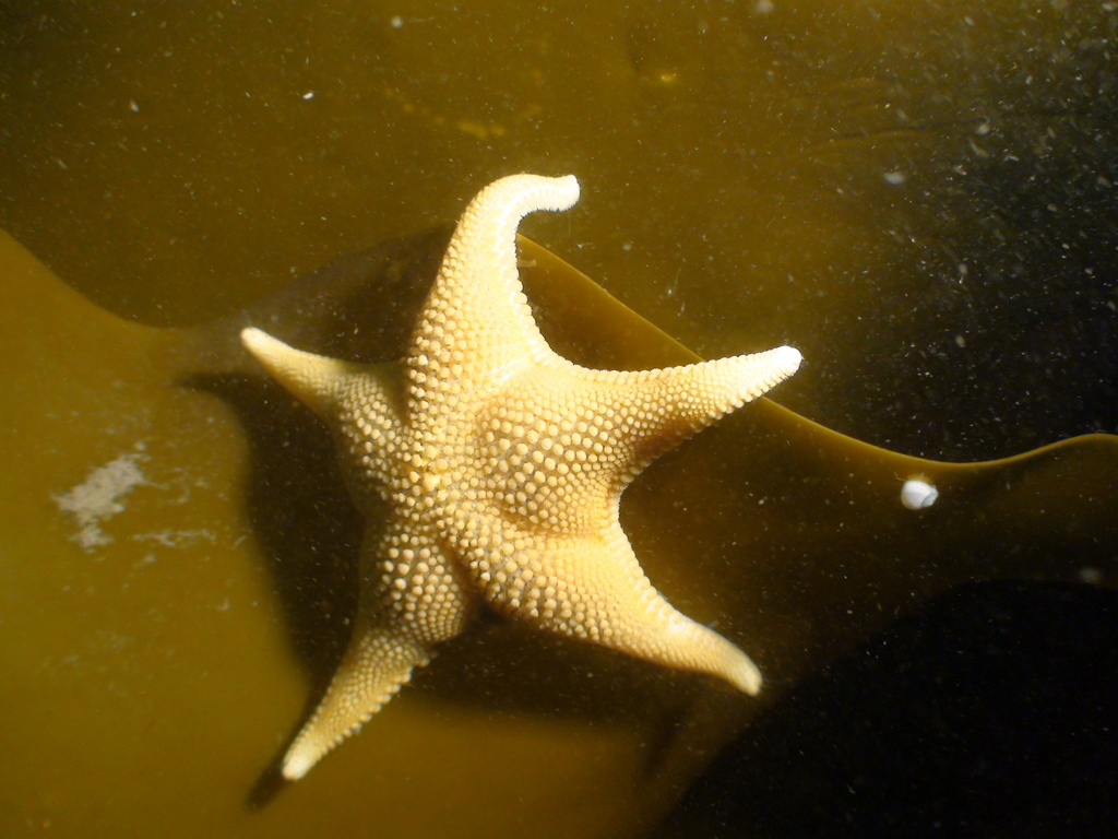 Meridionalis Starfish