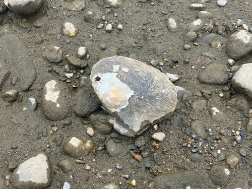 Triangleshell Mussel