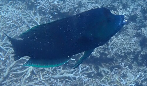 Coris aygula