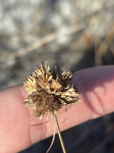 Ware's Hairsedge (Bulbostylis warei)