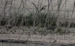 Odocoileus virginianus texanus