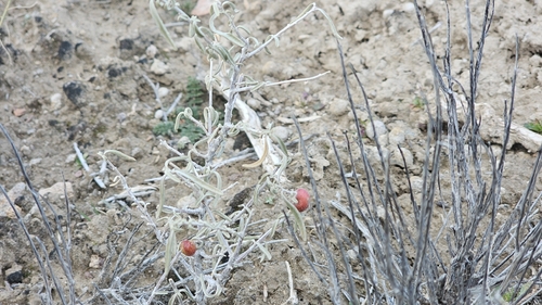 Unknown species found near Lincoln County, US-NV, US