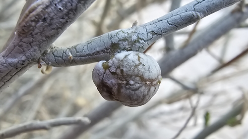 Unknown species found near Lincoln County, US-NV, US