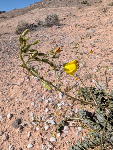 Chylismia multijuga (Chylismia multijuga)