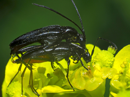 small black longhorn beetle, photo 4 of 10