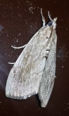 Crocidolomia suffusalis