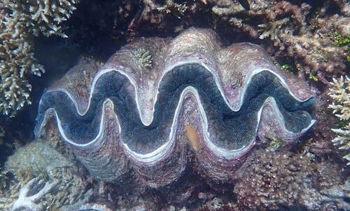 Tridacna gigas