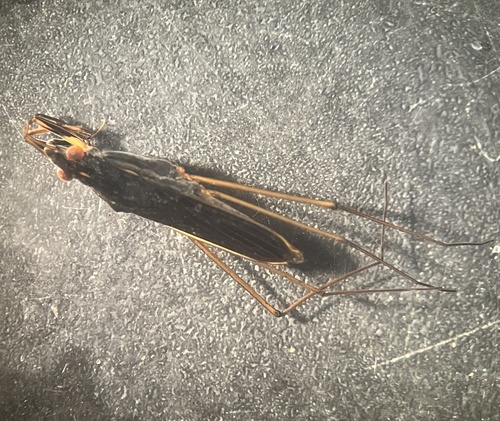 Gerris marginatus