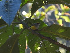 Phyllergates cucullatus