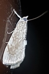 Crocidolomia suffusalis