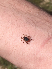 Hyalomma