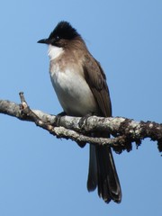 Pycnonotus xanthorrhous