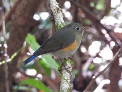Tarsiger rufilatus