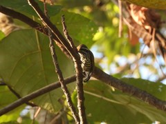 Picumnus innominatus
