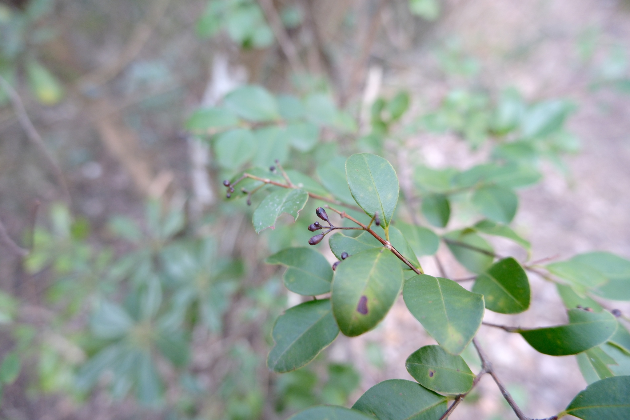 Syzygium Buxifolium (Syzygium buxifolium)