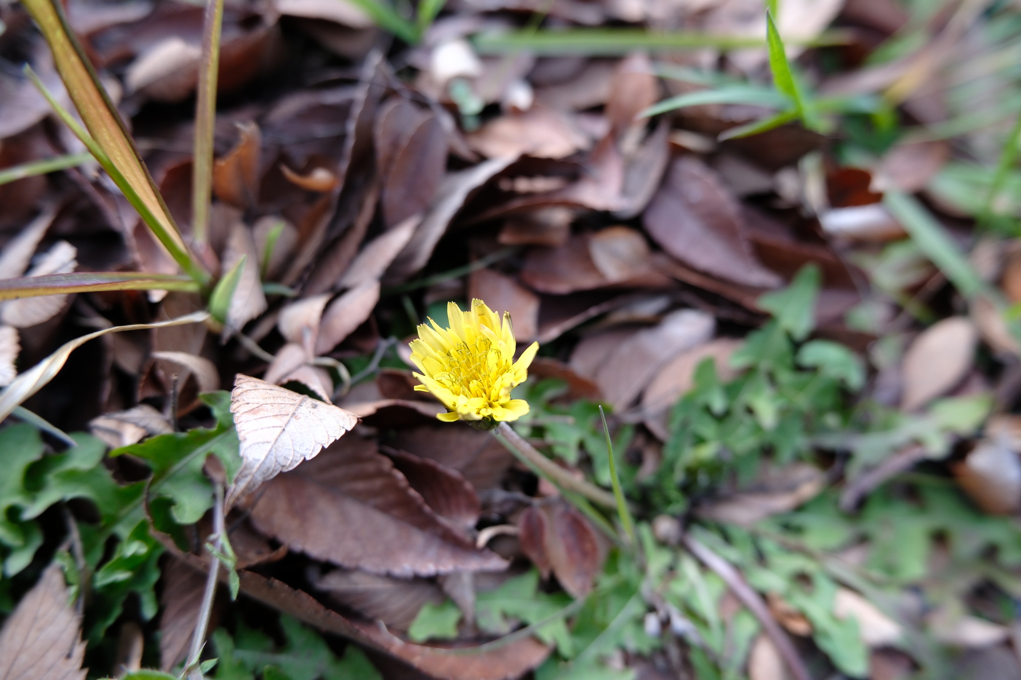 Taraxacum Mongolicum (Taraxacum mongolicum)