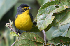 Myioborus melanocephalus