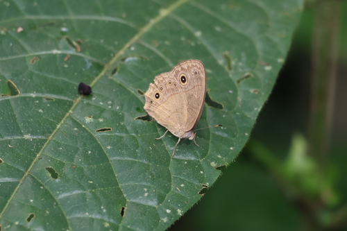 Brown-spot Bush Brown