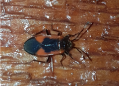 Delacampius lateralis