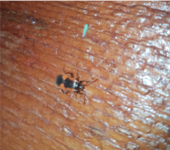 Delacampius lateralis