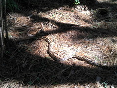 Pituophis lineaticollis