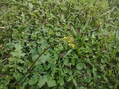 Youngia heterophylla