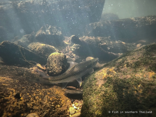 Lobocheilos rhabdoura