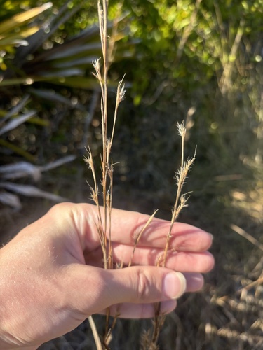 creeping little bluestem (Schizachyrium stoloniferum)