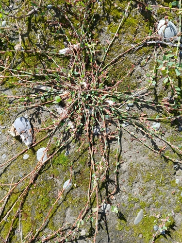 Oval-leaf knotweed