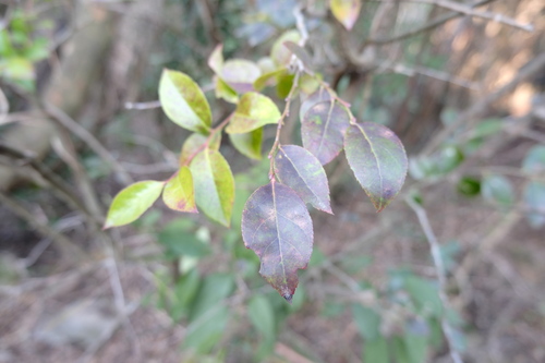 sea bilberry (Vaccinium bracteatum)