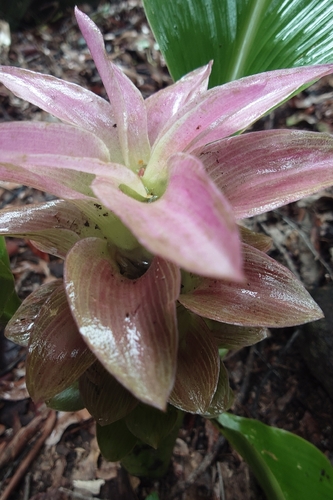 Curcuma australasica observed 2026-02-16