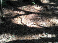 Pituophis lineaticollis