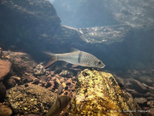Hampala Barb