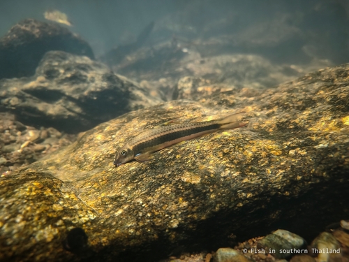Stonelapping Minnow