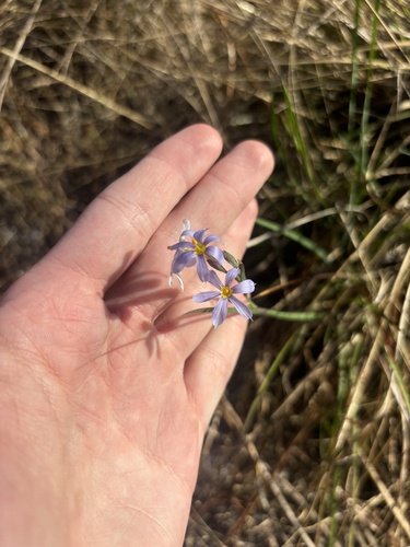 Jeweled Blue-eyed Grass (Sisyrinchium xerophyllum)
