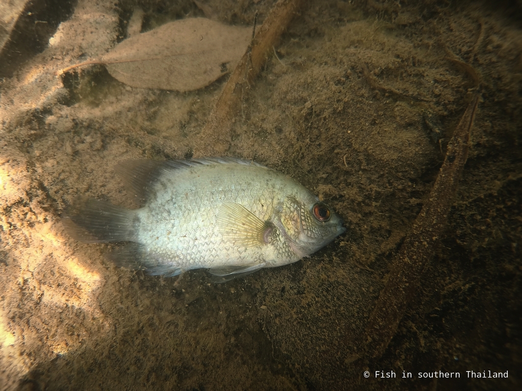 Catopra (Pristolepis fasciata) — Pristolepididae