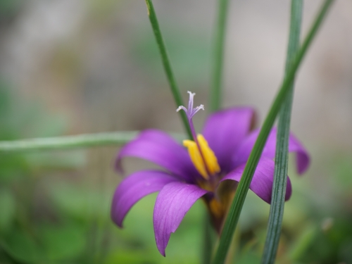 Romulea tempskyana