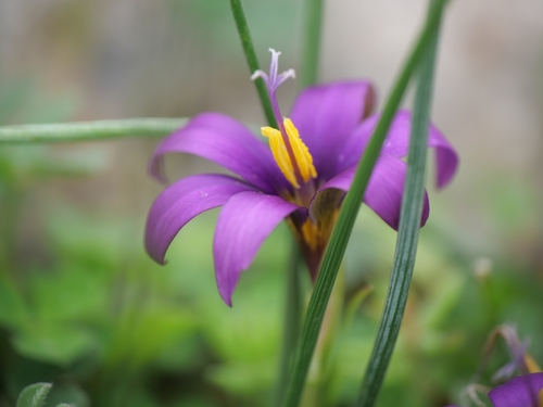 Romulea tempskyana