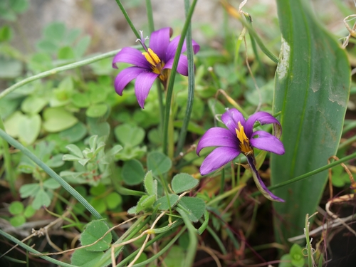 Romulea tempskyana