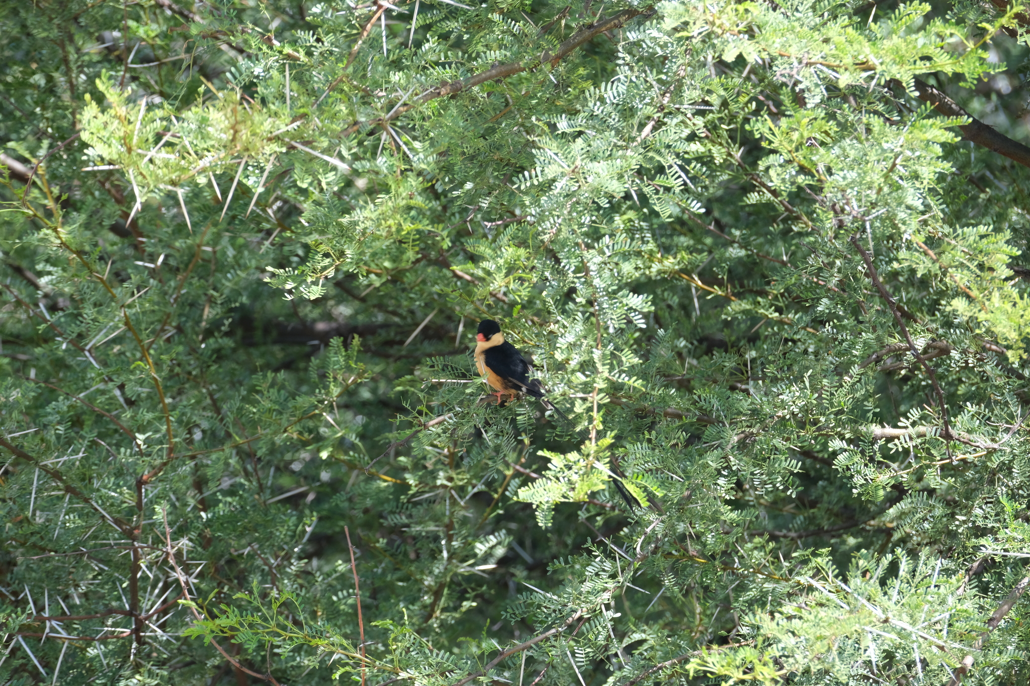 Shaft-tailed Whydah (Vidua regia), photo 2