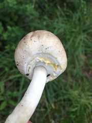 Agaricus xanthodermus