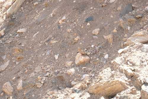 Lark-like Bunting (Emberiza impetuani), photo 3