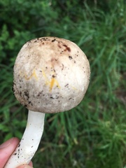 Agaricus xanthodermus