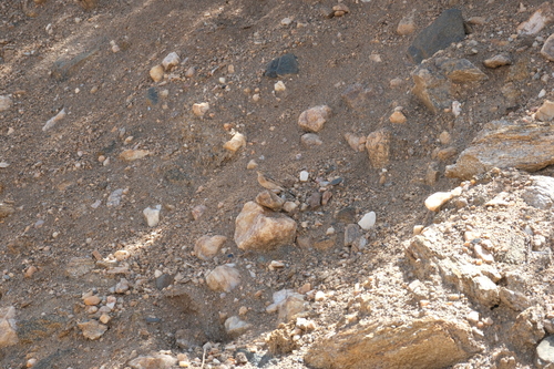 Lark-like Bunting (Emberiza impetuani), photo 4