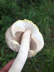 Agaricus xanthodermus