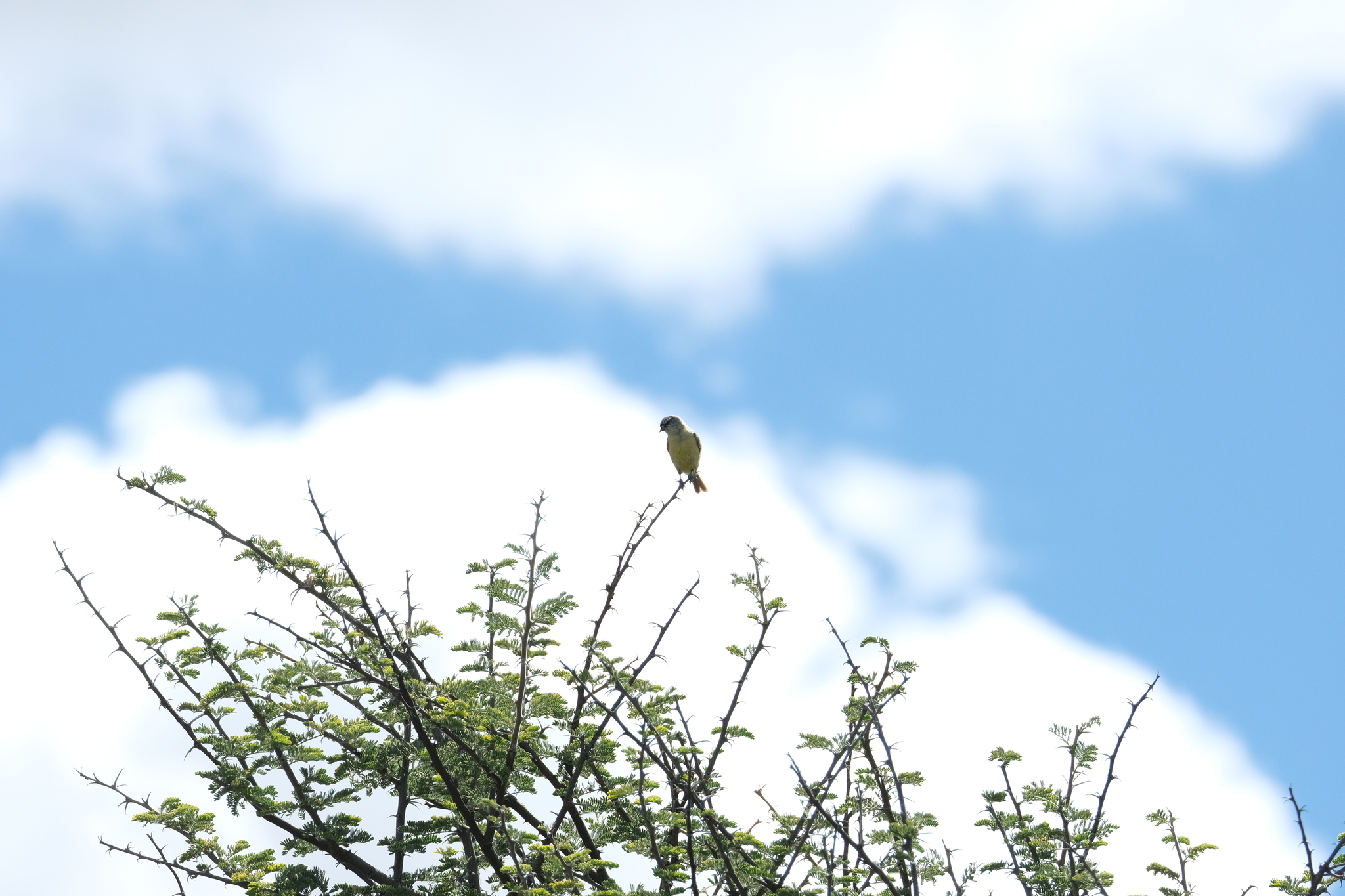 Cape Penduline Tit (Anthoscopus minutus), photo 2