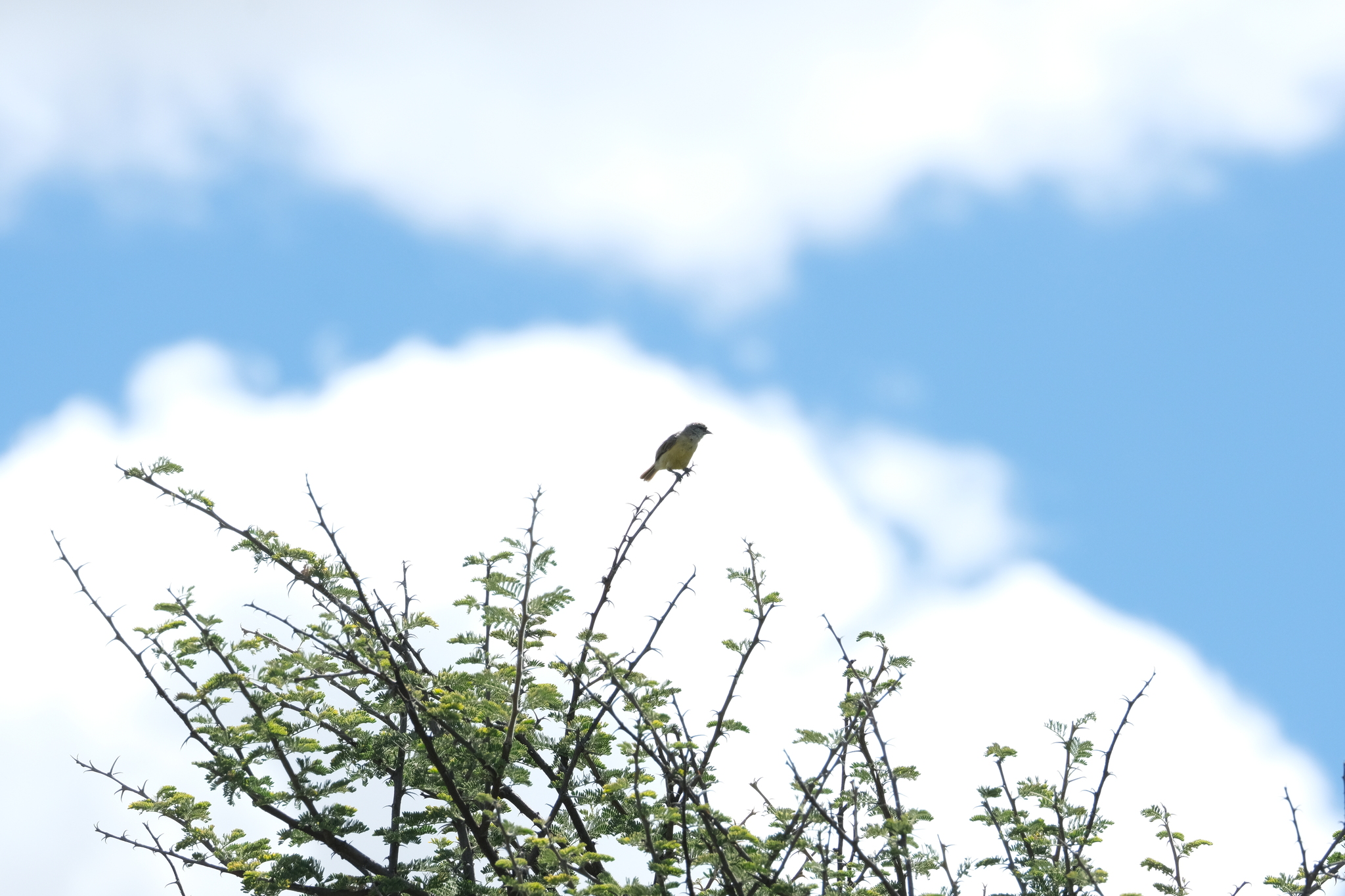 Cape Penduline Tit (Anthoscopus minutus), photo 6