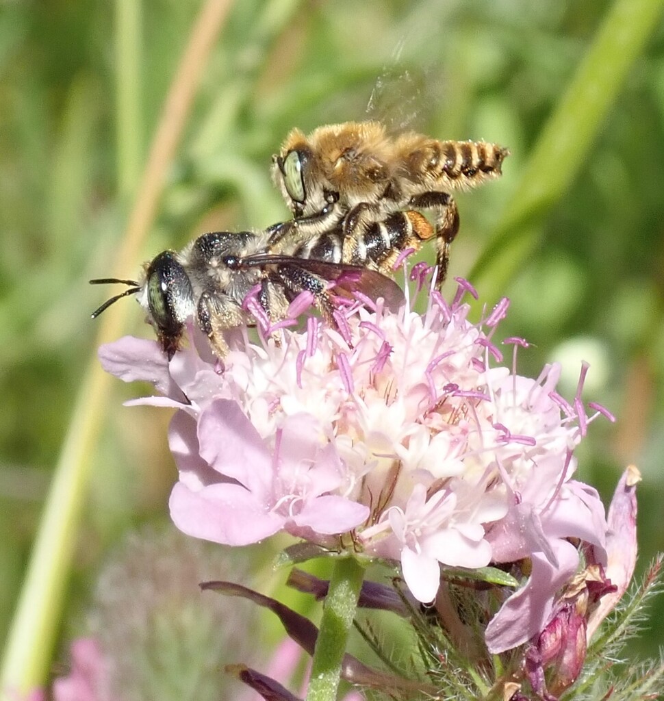 Golden-tailed Woodborer